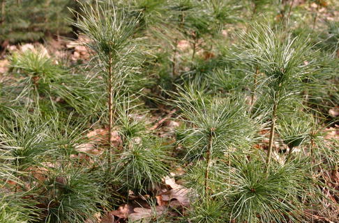 Bergkiefer / Latschenkiefer - Pinus mugo