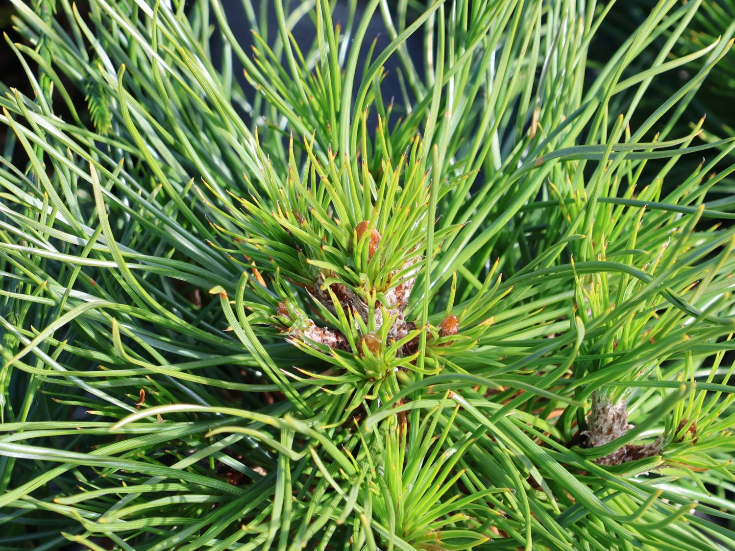 Berg-Kiefer 'Varella'