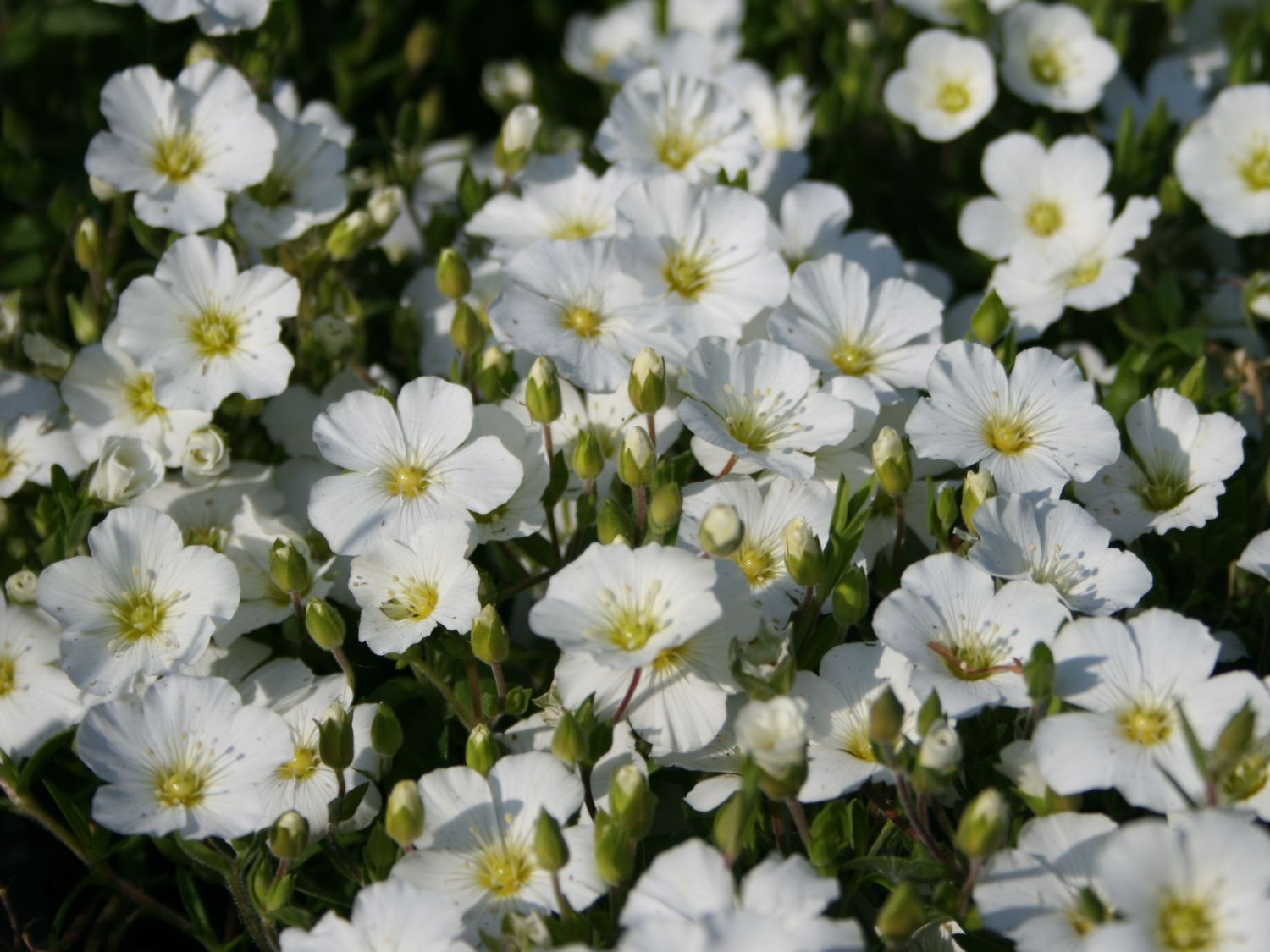 Sandkräuter (Arenaria)