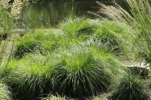 Berg-Segge - Carex montana