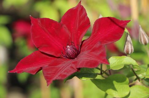 Waldrebe 'Nubia' - Clematis 'Nubia'