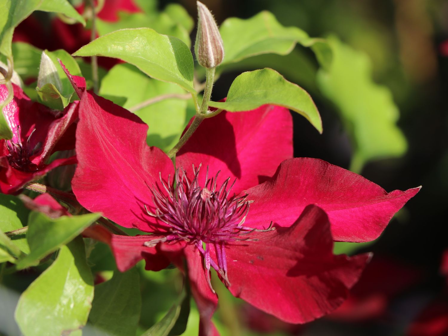 Waldrebe 'Nubia' - Clematis 'Nubia'
