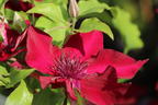 Waldrebe 'Nubia' - Clematis 'Nubia'