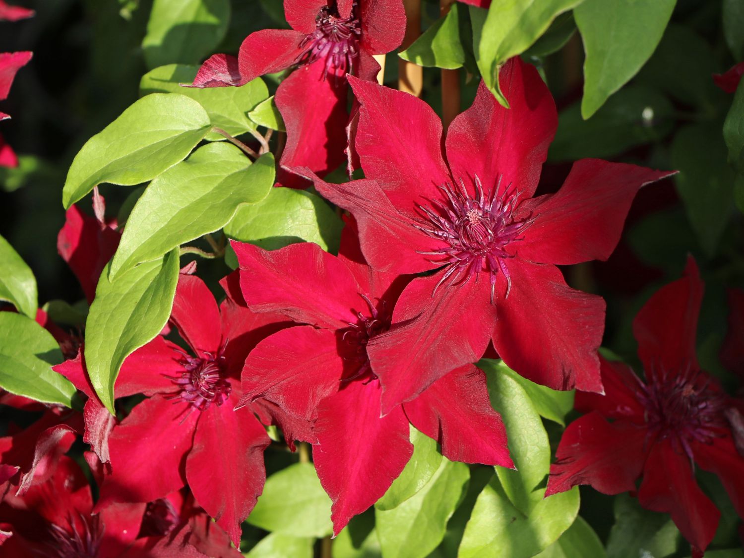 Waldrebe 'Nubia' - Clematis 'Nubia'