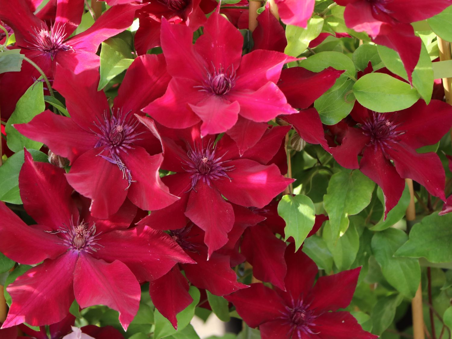 Waldrebe 'Nubia' - Clematis 'Nubia'