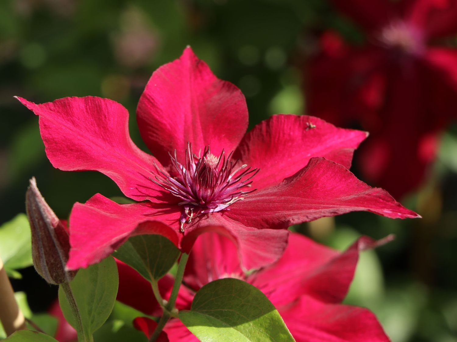 Waldrebe 'Nubia' - Clematis 'Nubia'