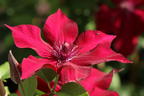 Waldrebe 'Nubia' - Clematis 'Nubia'