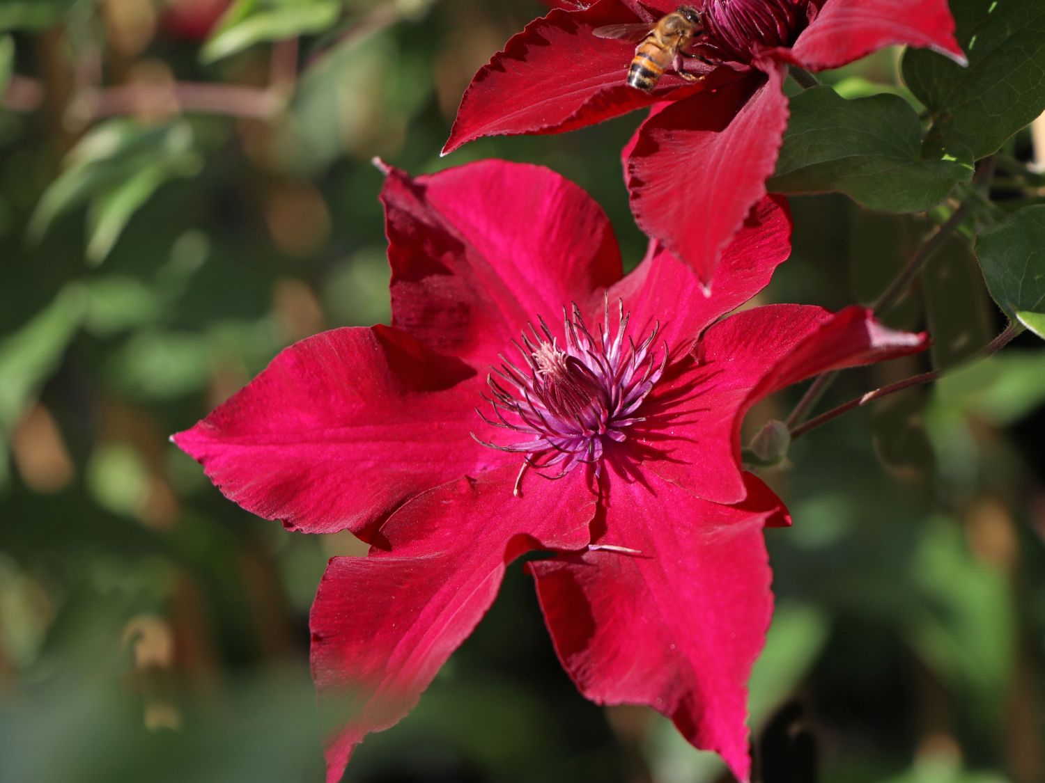 Waldrebe 'Nubia' - Clematis 'Nubia'