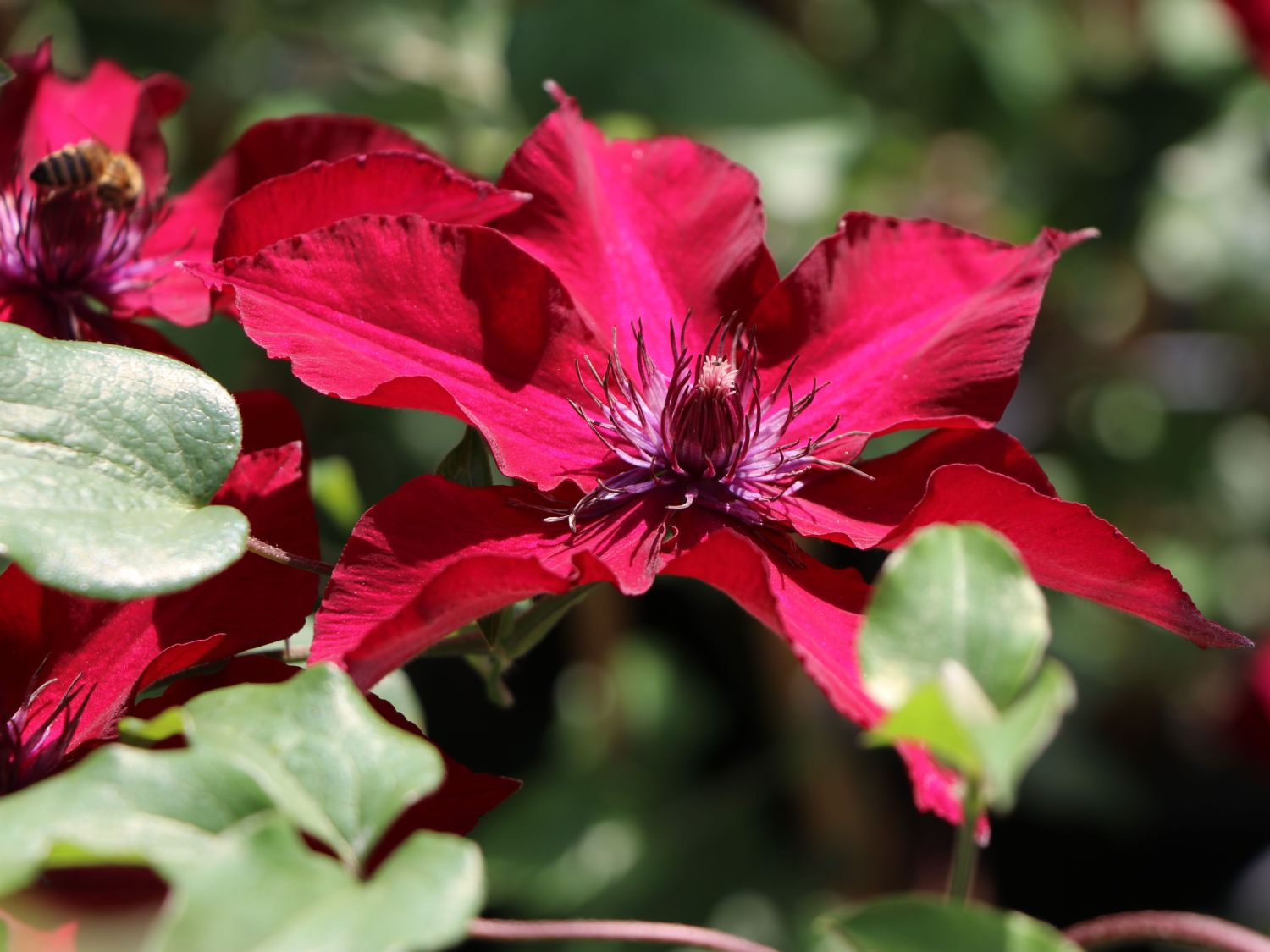 Waldrebe 'Nubia' - Clematis 'Nubia'