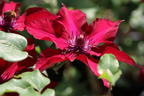 Waldrebe 'Nubia' - Clematis 'Nubia'