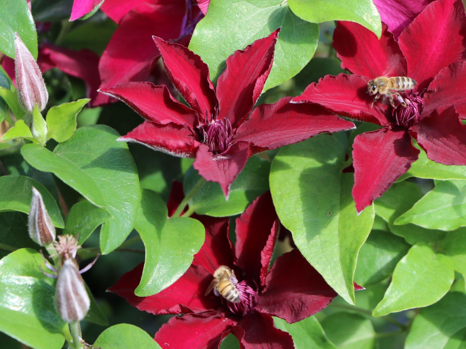 Waldrebe 'Nubia' - Clematis 'Nubia'