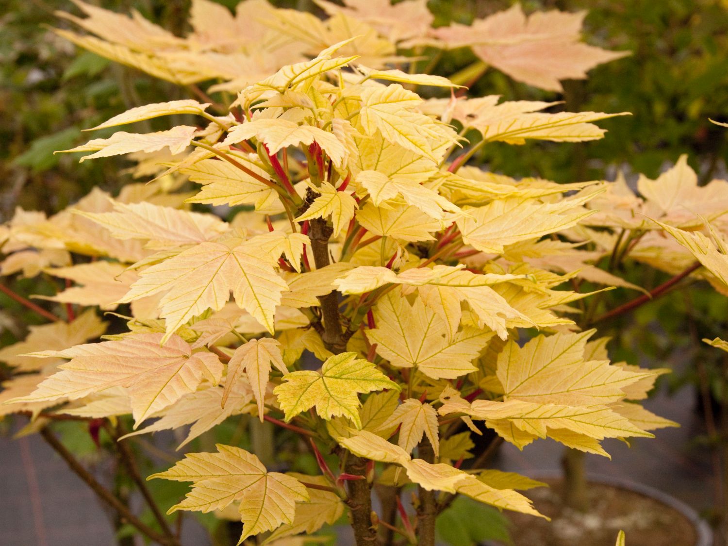 Bergahorn 'Brilliantissimum'