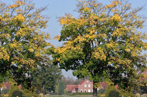 Bergahorn - Acer pseudoplatanus