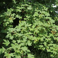 Bergahorn - Acer pseudoplatanus