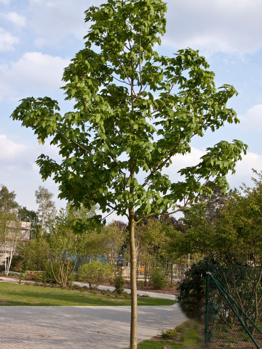 Bergahorn - Acer pseudoplatanus - Baumschule Horstmann