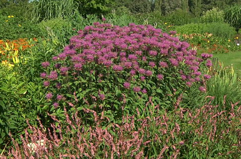 Bergamotte Indianernessel - Monarda fistulosa var. menthifolia