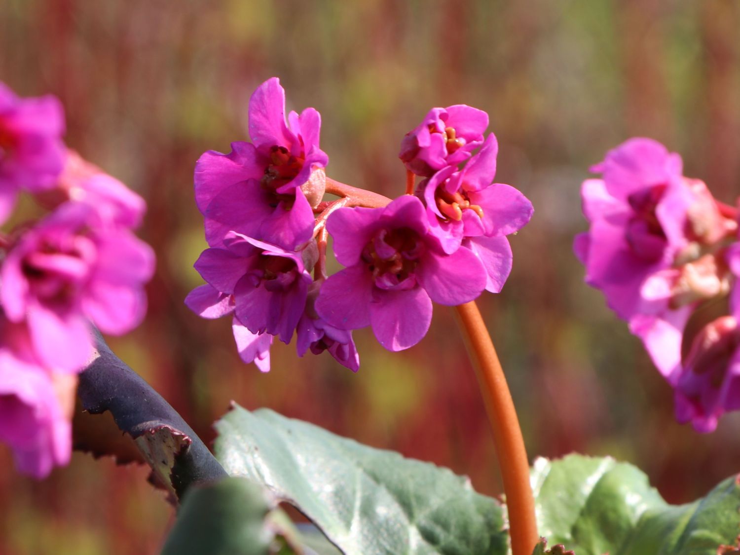 Bergenie 'Abendglut'