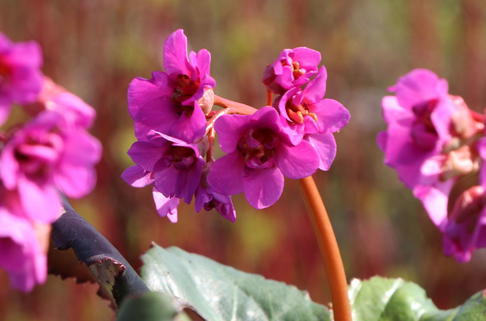 Bergenie 'Abendglut' - Bergenia cordifolia 'Abendglut'