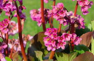 Bergenie 'Bressingham Ruby'
