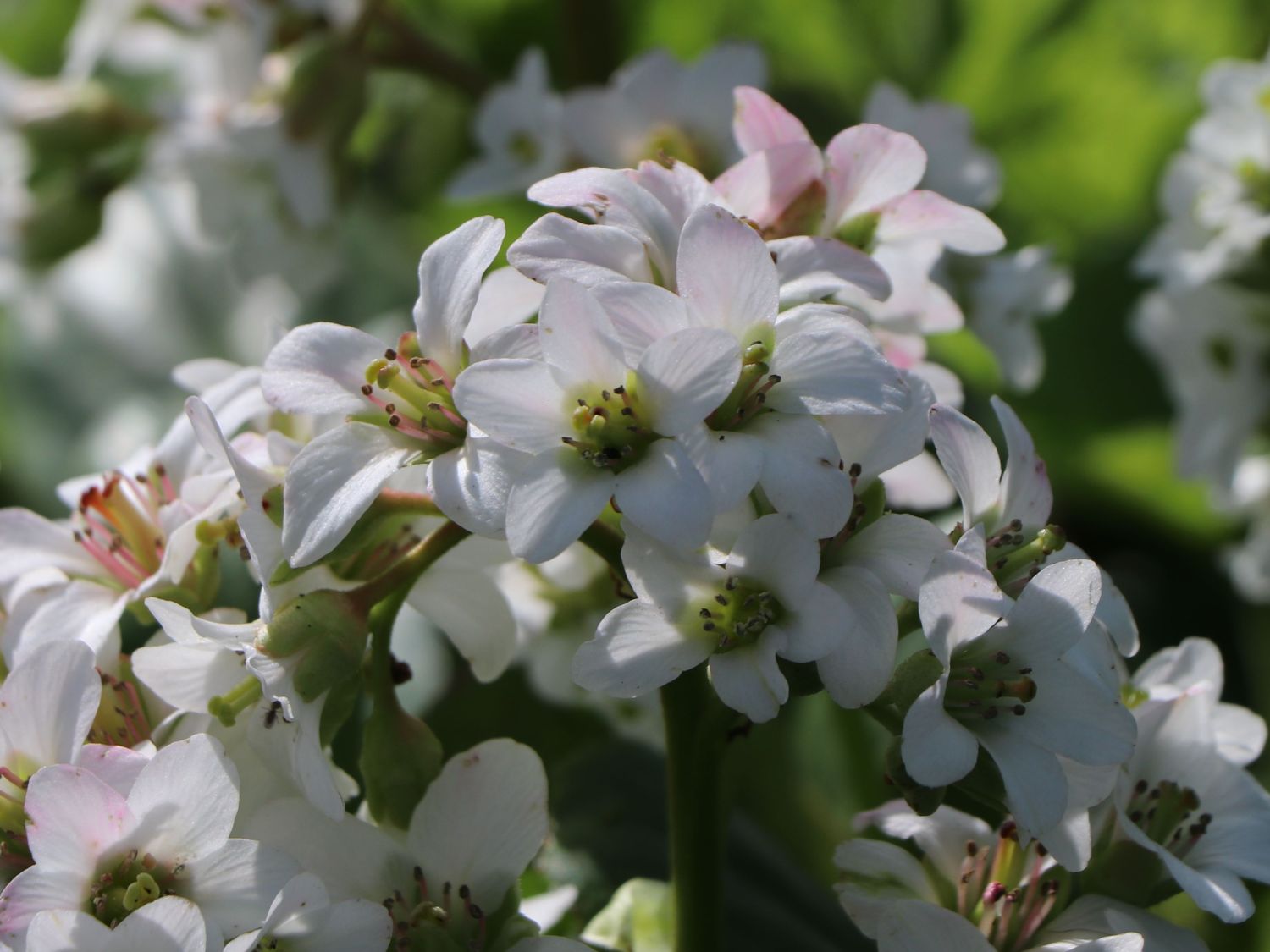 Bergenie 'Bressingham White'