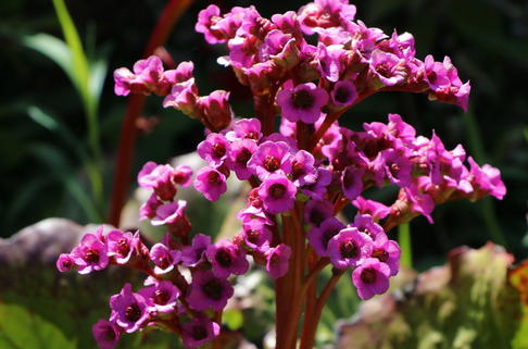 Bergenie 'David' - Bergenia cordifolia 'David'