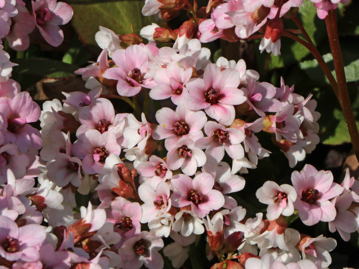 Bergenie 'Dragonfly Angel Kiss' - Bergenia cordifolia 'Dragonfly Angel Kiss'