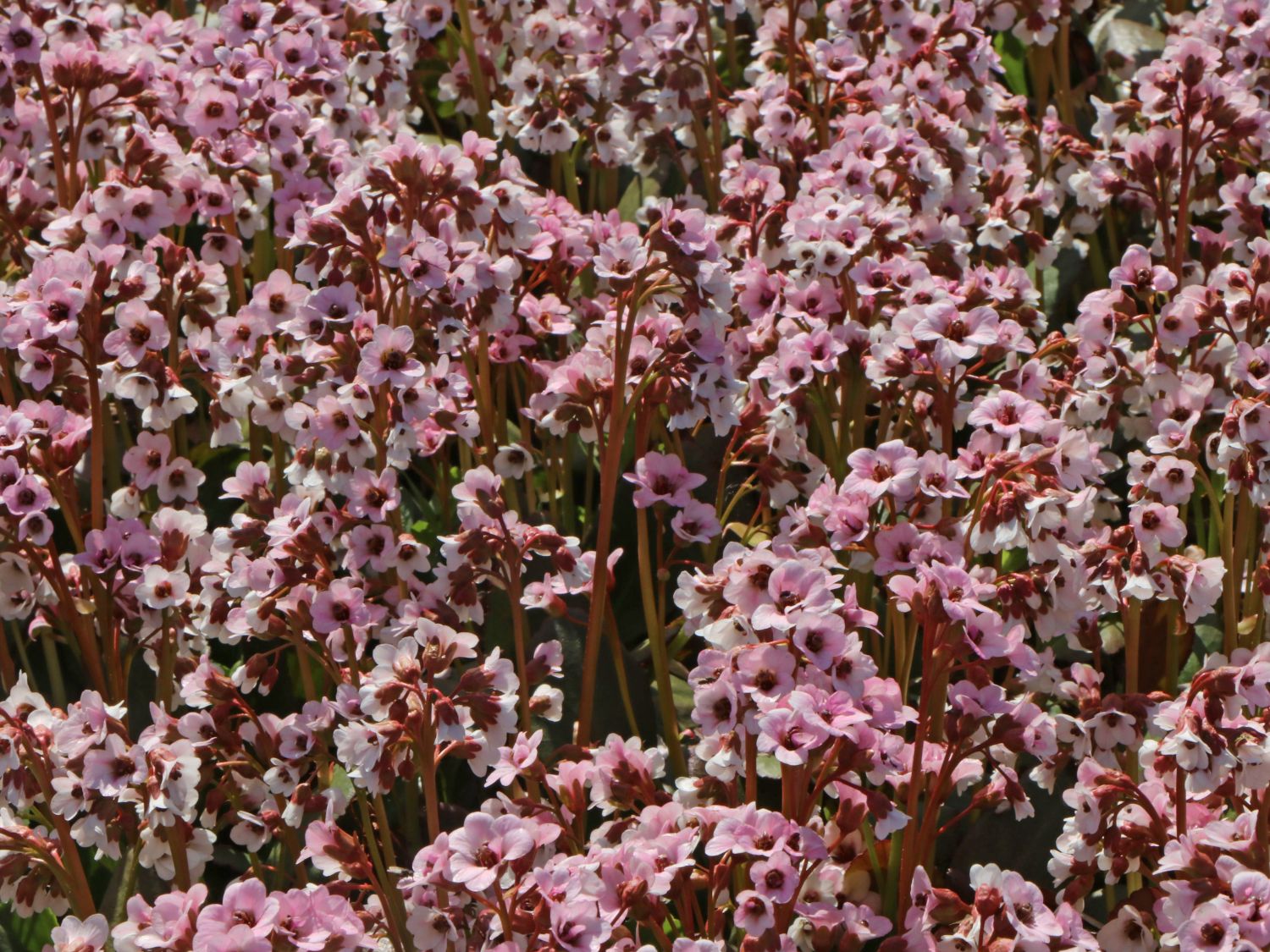 Bergenie 'Dragonfly Angel Kiss' - Bergenia cordifolia 'Dragonfly Angel Kiss'