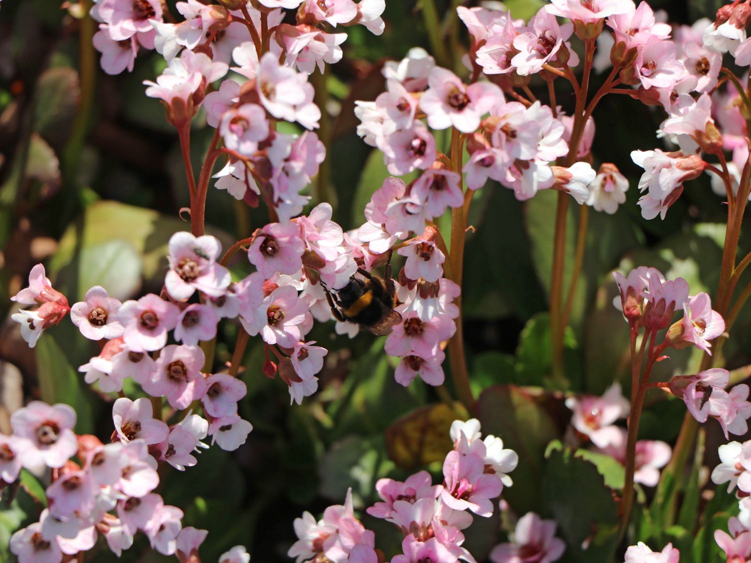 Bergenie 'Dragonfly Angel Kiss' - Bergenia cordifolia 'Dragonfly Angel Kiss'