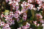 Bergenie 'Dragonfly Angel Kiss' - Bergenia cordifolia 'Dragonfly Angel Kiss'