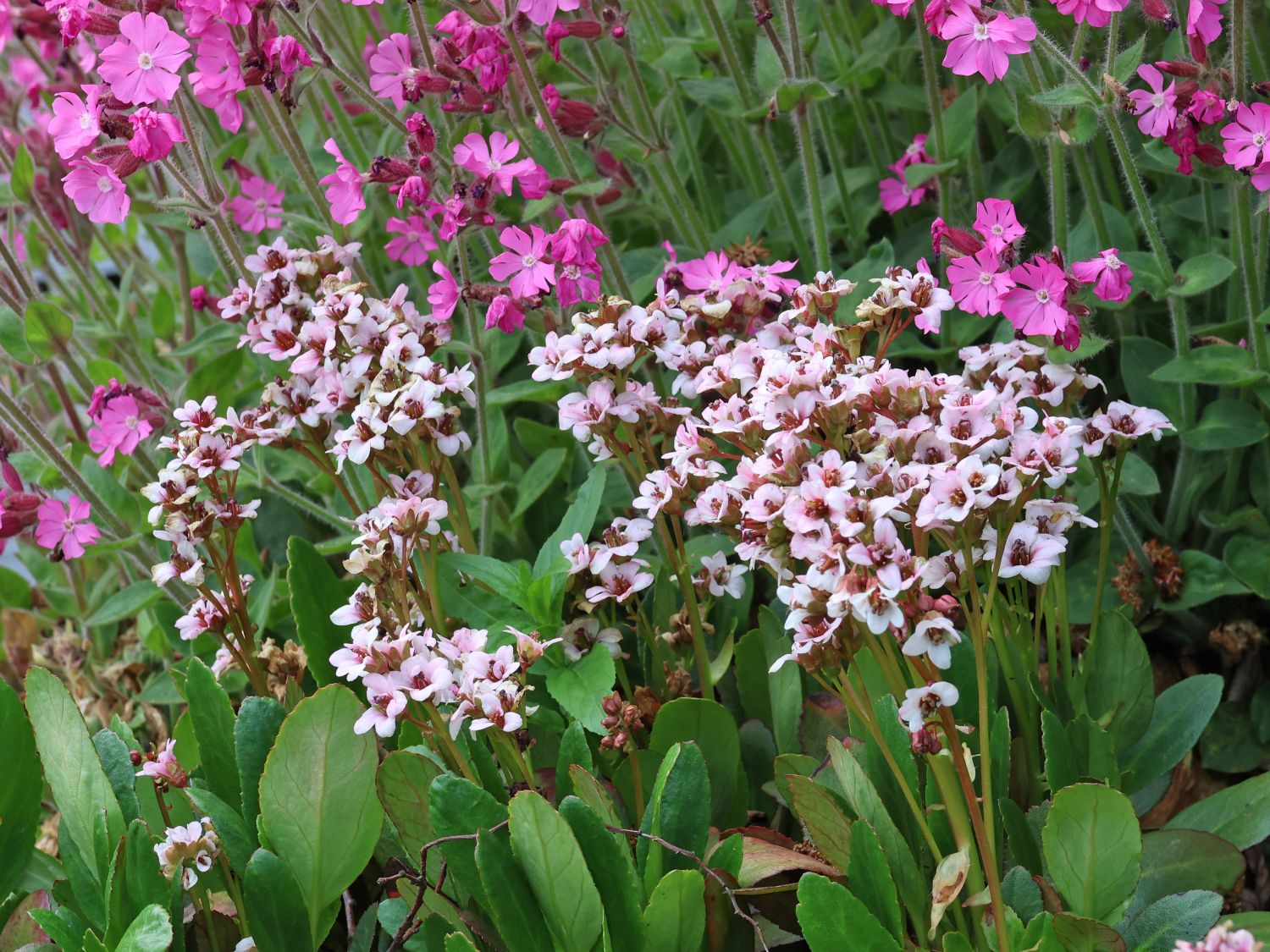 Bergenie 'Dragonfly Angel Kiss' - Bergenia cordifolia 'Dragonfly Angel Kiss'