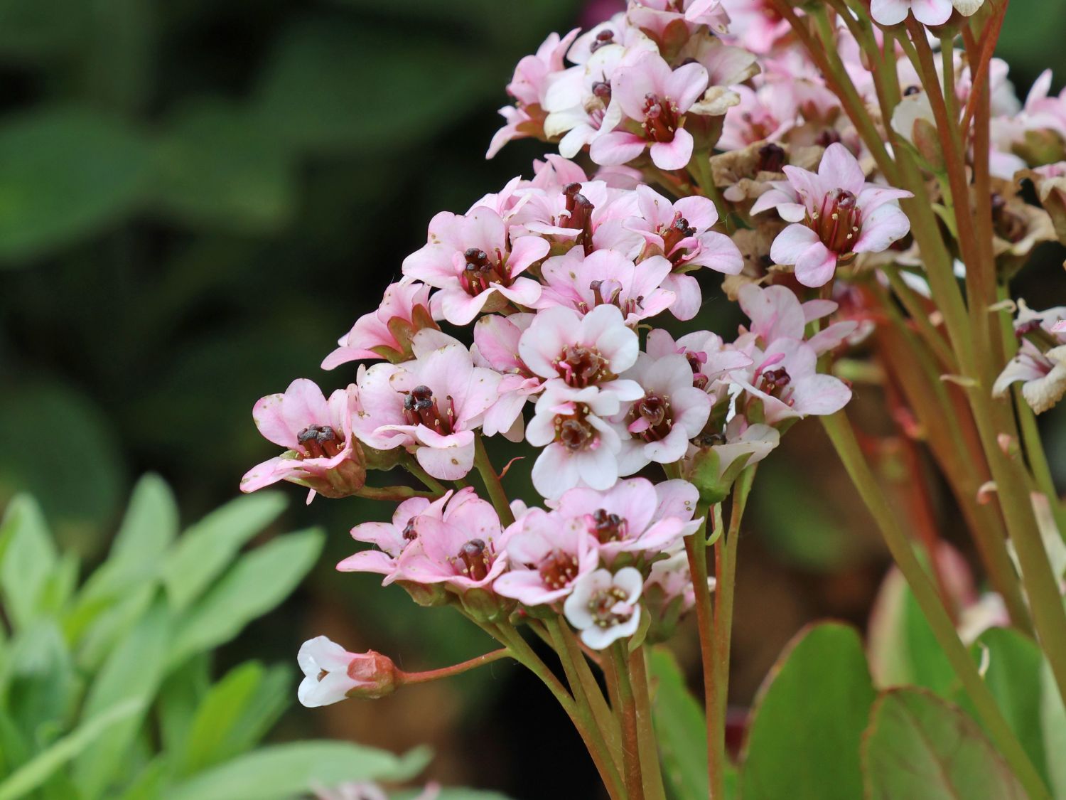 Bergenie 'Dragonfly Angel Kiss' - Bergenia cordifolia 'Dragonfly Angel Kiss'