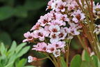 Bergenie 'Dragonfly Angel Kiss' - Bergenia cordifolia 'Dragonfly Angel Kiss'