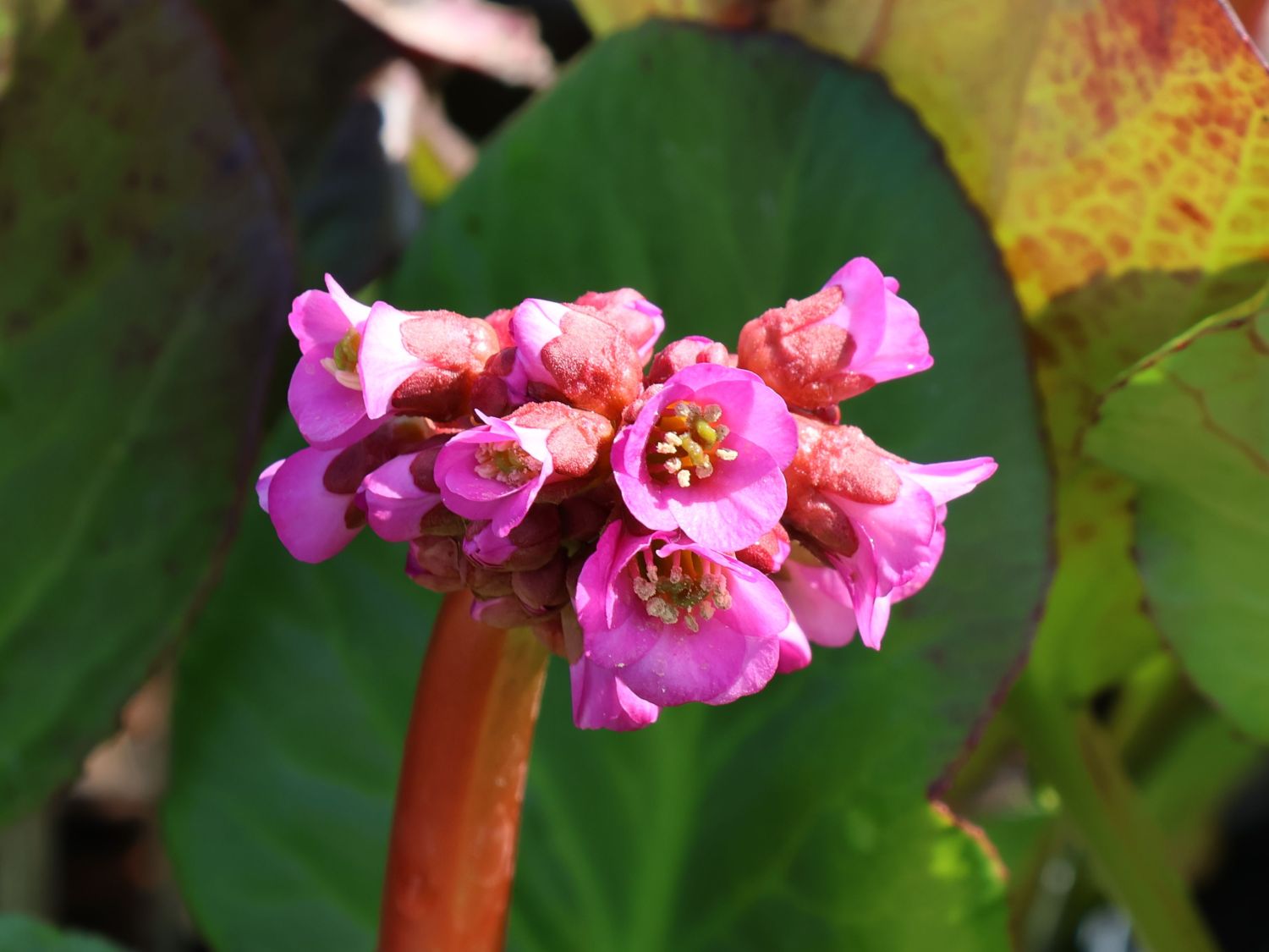 Bergenie 'Eden's Dark Margin'