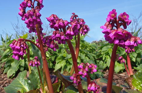 Bergenie 'Eroica' - Bergenia cordifolia 'Eroica'