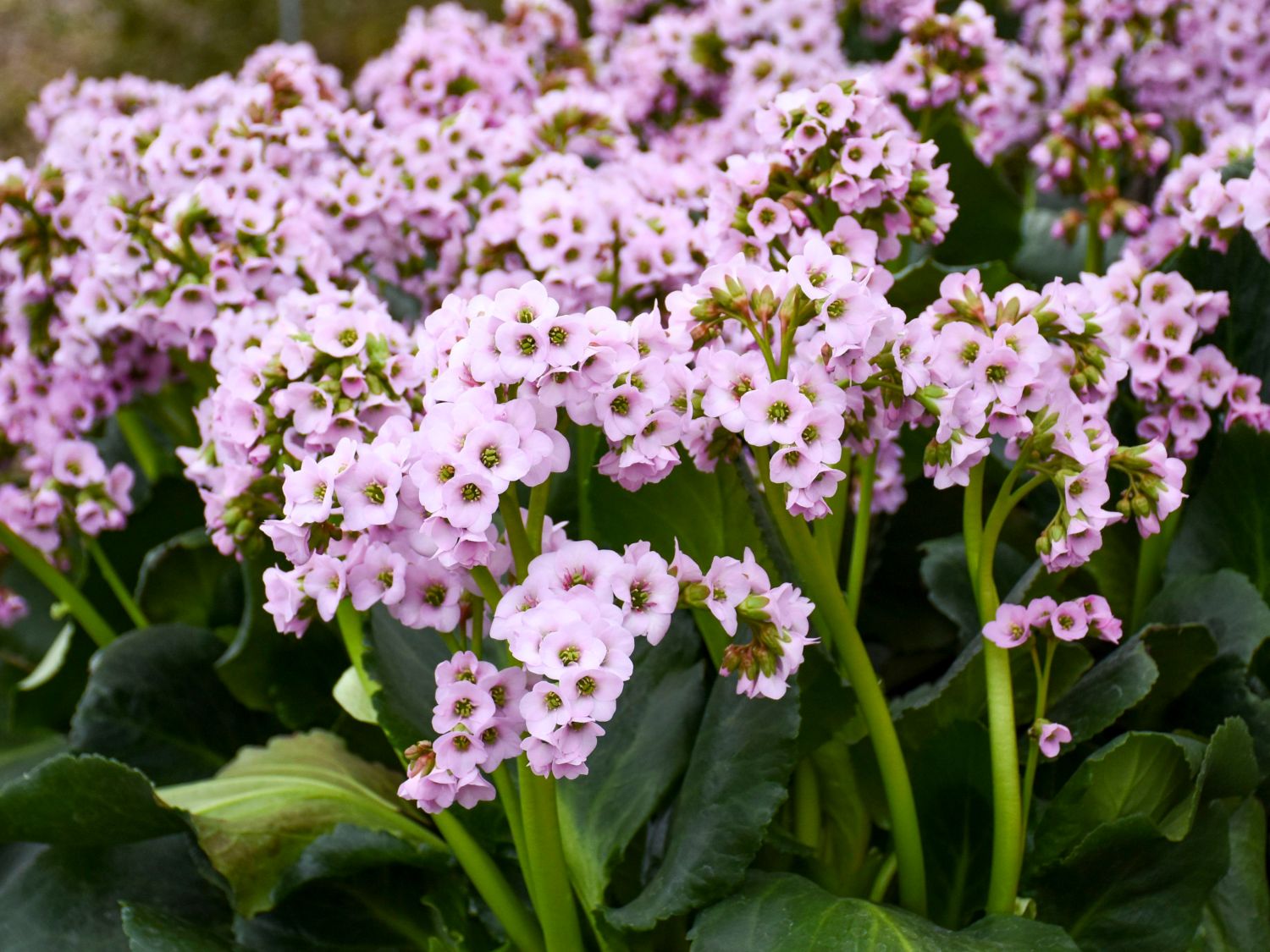 Bergenie 'Fairytale Romance'