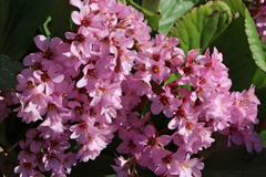 Bergenie 'Herbstblüte'