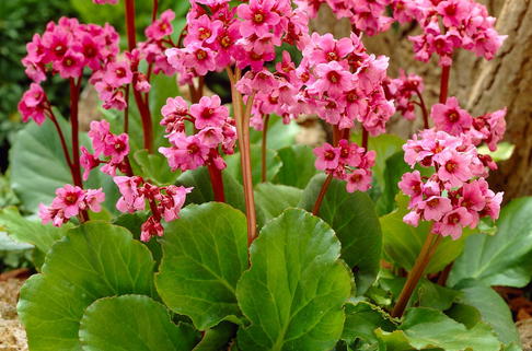 Bergenie 'Morgenröte' - Bergenia cordifolia 'Morgenröte'