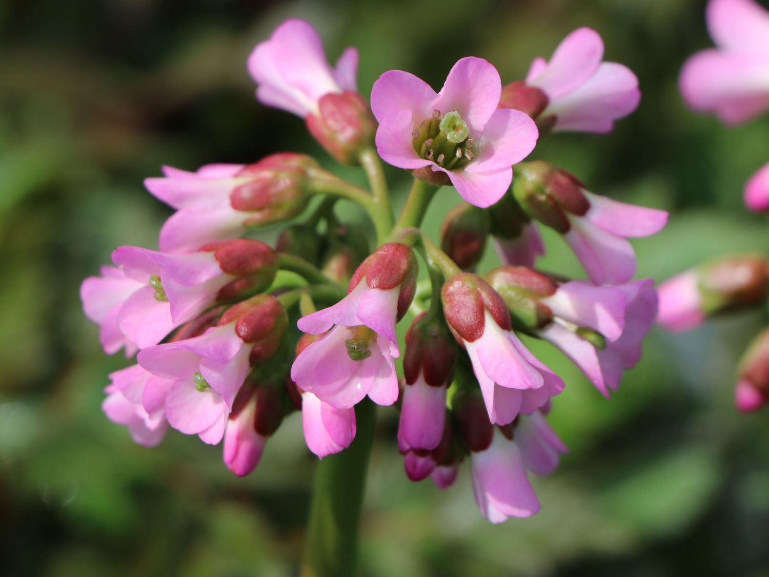 Bergenie 'Oeschberg'