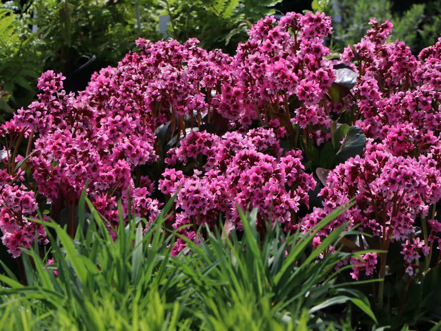 Bergenien (Bergenia)