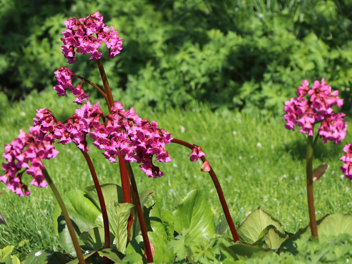 Bergenie 'Pinneberg'