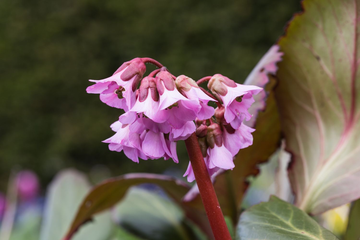 Bergenie 'Rosi Klose'