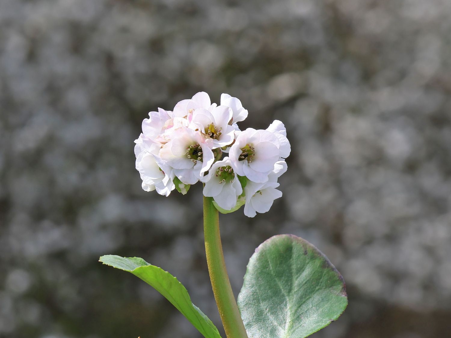 Bergenie 'Schneekristall'