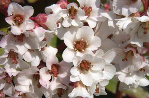 Bergenie 'Silberlicht' - Bergenia cordifolia 'Silberlicht'