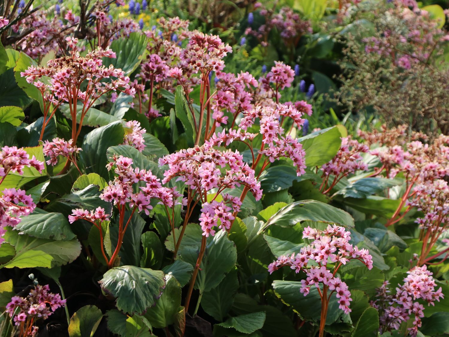 Bergenie 'Vorfrühling'
