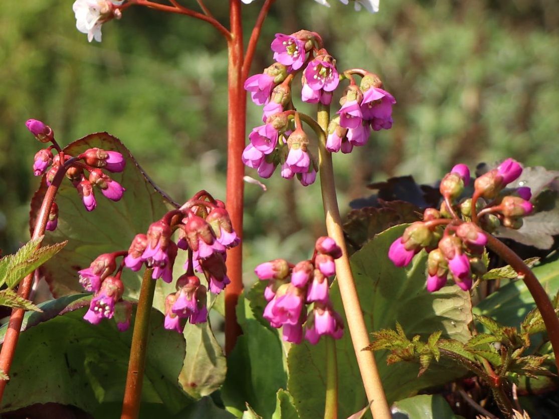 Bergenie 'Winterglut'