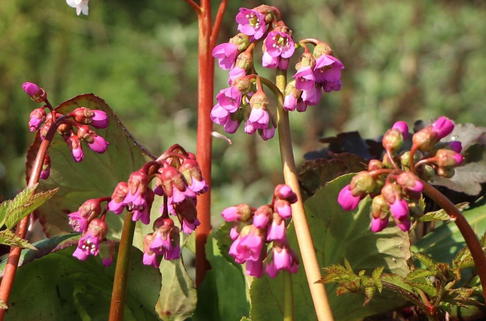Bergenie 'Winterglut' - Bergenia cordifolia 'Winterglut'