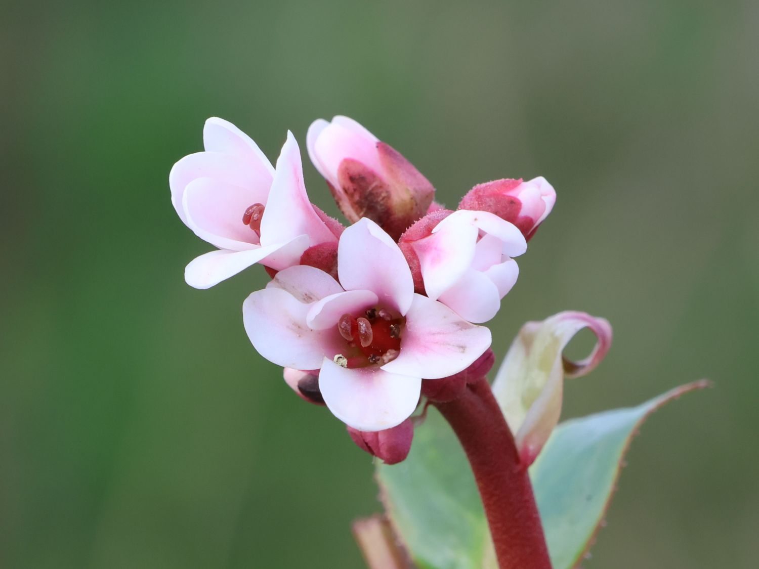 Bergenie 'Wintermärchen'