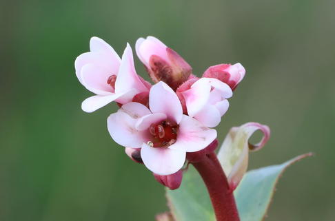 Bergenie 'Wintermärchen' - Bergenia purpurascens 'Wintermärchen'
