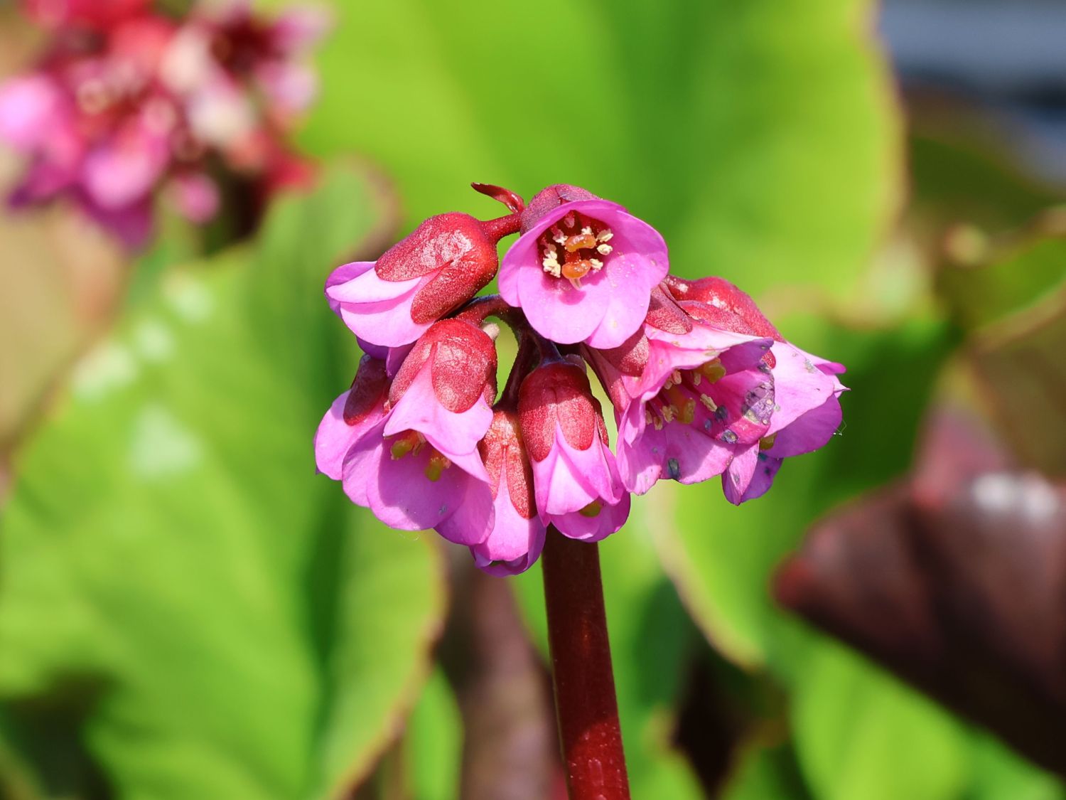 Bergenie 'Eden's Magic Giant'