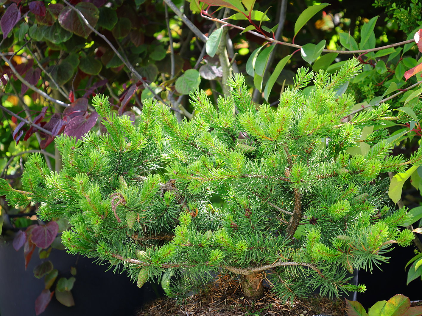 Bergkiefer 'Green Pearl'